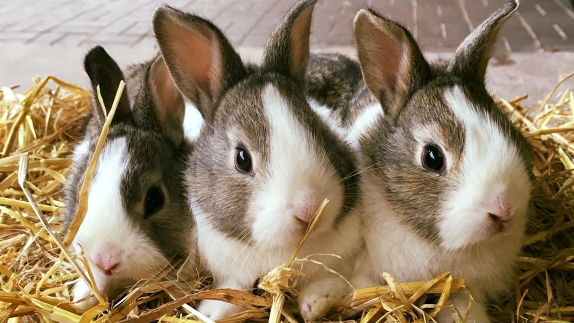 Close up of three cute rabbits