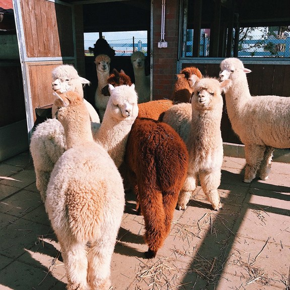 Alpaca
