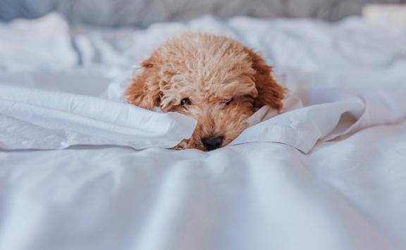 Dog Bed