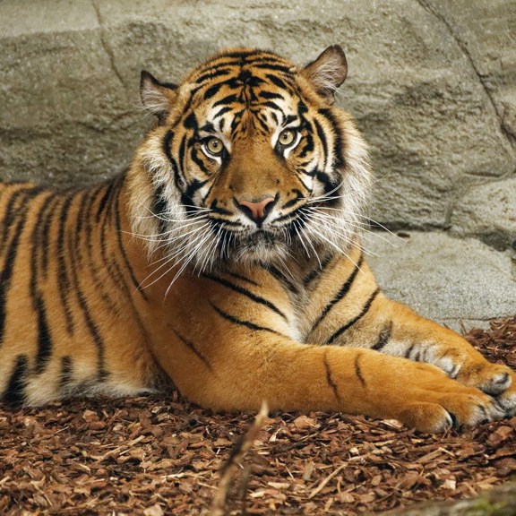 6Cd767c34fbc52e7052dbb058b6e86bc20273ff0