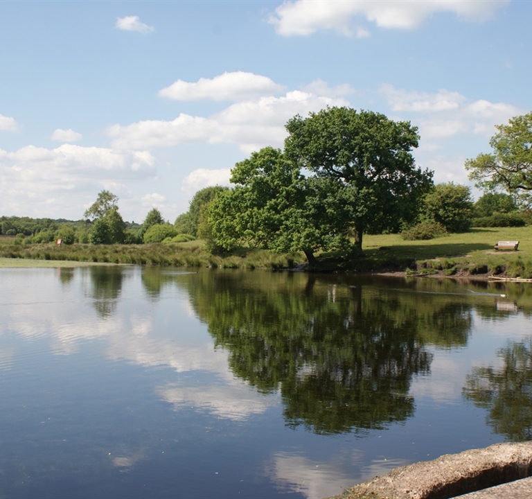 Sutton Park 85739525