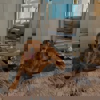 IG @Ranger Goldenretriver (2)